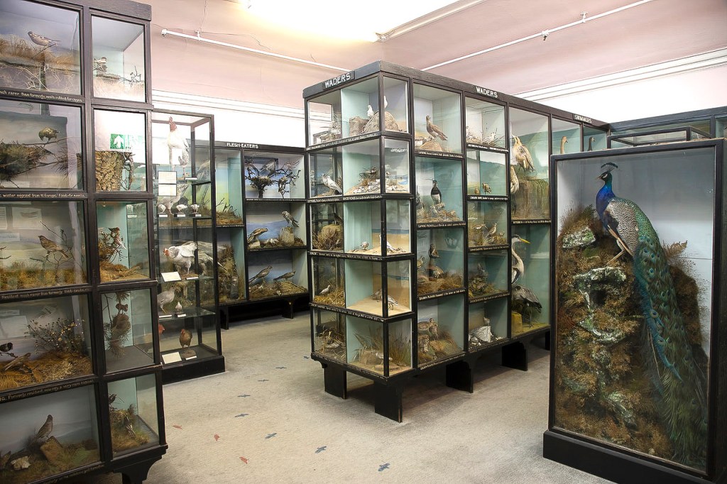 Glass museum cases from the early twentieth century displaying a large number of stuffed birds.
